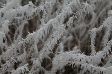 Gefrohrene Zweige im Winter