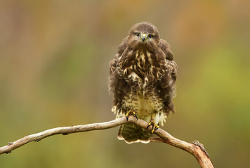 Common buzzard (Buteo buteo)