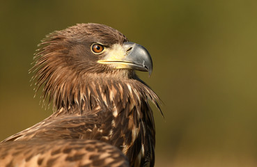 White tailed eagle (Haliaeetus albicilla)