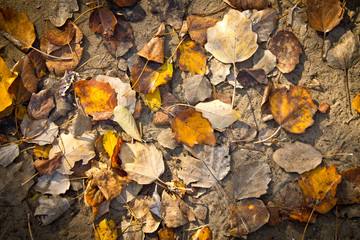 texture of autumn foliage