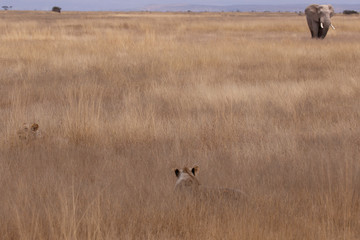 Naklejka premium Amboseli National Park