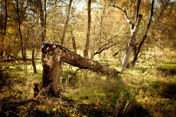 fallen tree in the forest