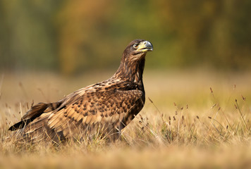 White tailed eagle (Haliaeetus albicilla)
