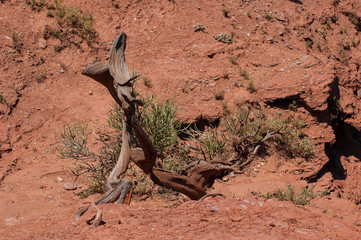 Sierra de las Quijadas National Park, San Luis, Argentina