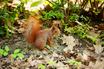 Naklejka na ściany i meble Red Eurasian squirrel running in the park