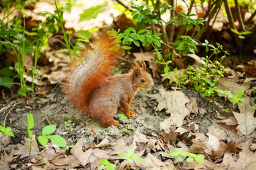 Naklejka na ściany i meble Red Eurasian squirrel running in the park