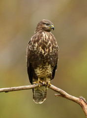 Common buzzard (Buteo buteo)