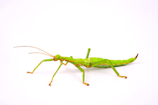 Wandelnde Bohne / Weibchen (Diapherodes gigantea) - green stick insect