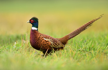 Ringneck Pheasant (Phasianus colchicus)