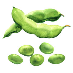 fresh green peas, fresh beans, healthy food, organic vegetable, isolated, hand drawn watercolor illustration on white