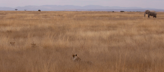 Lions and Elephant