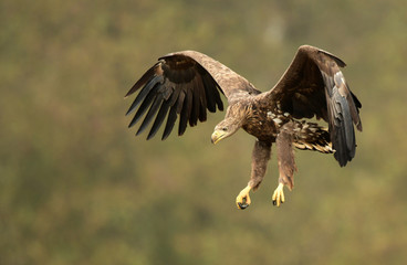 White tailed eagle (Haliaeetus albicilla)
