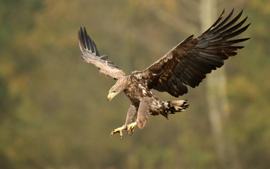 White tailed eagle (Haliaeetus albicilla)