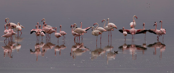 flock of flamingos