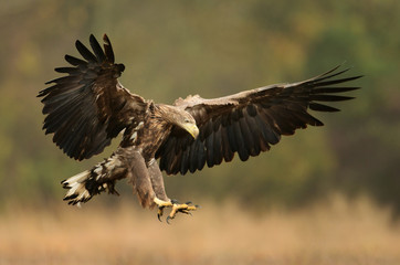 White tailed eagle (Haliaeetus albicilla)