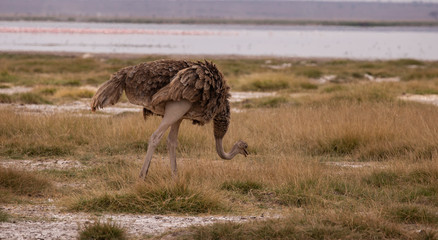 Amboseli National Park