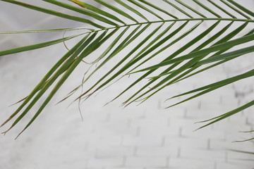 green palm leaves on a white brick wall background