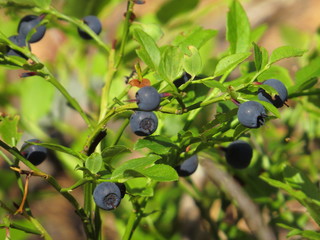 Blueberries on a bush