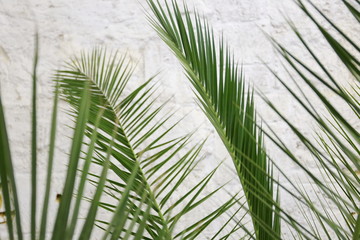 green palm leaves on a white brick wall background