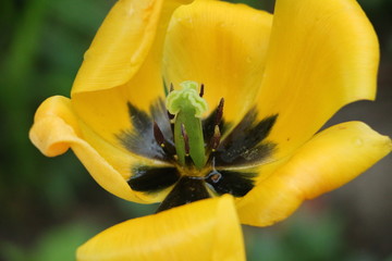 gelbe Tulpe im Regen