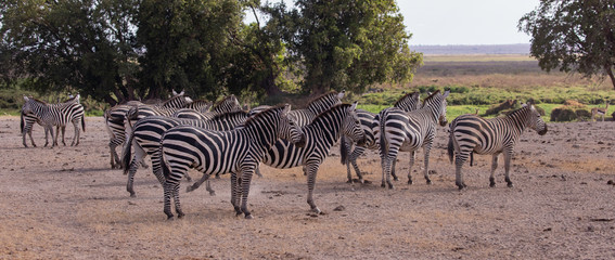 Amboseli National Park