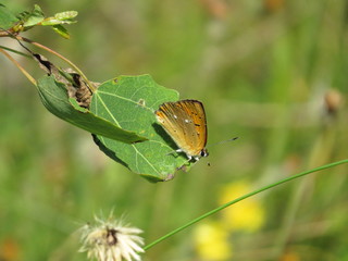 Butterfly on leaf