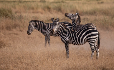 Obraz na płótnie Canvas Amboseli National Park