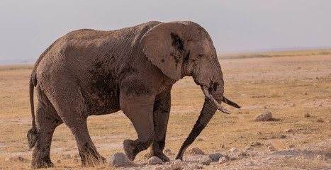 Amboseli National Park