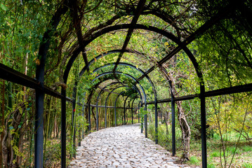 Decorative tunnel of green plants - Powered by Adobe