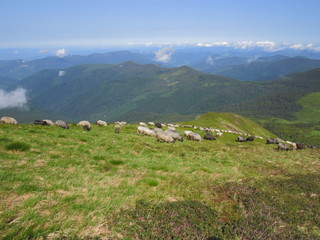 Fototapeta na wymiar Sheep sheep in the mountains