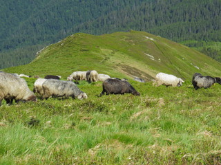 Sheep in the mountains