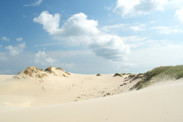 Fototapeta na wymiar Grass and sand, Slowinski national park, sand dune Leba, Poland