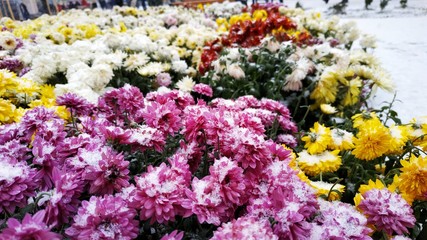 Snow falls asleep flowers in the city. People walk past the snow-covered flowers. Snowfall in the city.