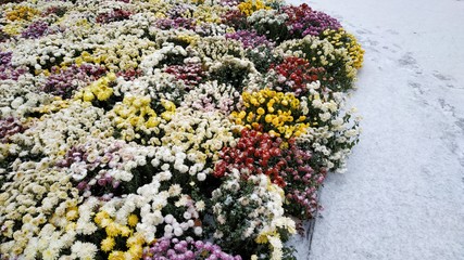 Snow falls asleep flowers in the city. People walk past the snow-covered flowers. Snowfall in the city.