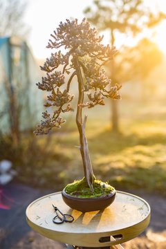 Beautiful bonsai tree in a pot outdoors
