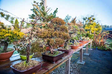 Crédence de cuisine en verre imprimé Bonsaï Bonsai trees on wooden table