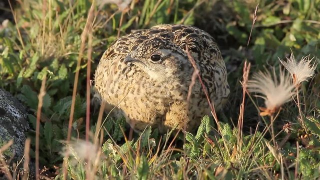 ptarmigan Lagopus mutus
