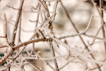 Softwoods under the snow