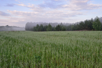 Oats field in the summer foggy evening. Nature landscape. Novgorod region, Russia. - 235352284