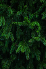 background texture of fir tree branches
