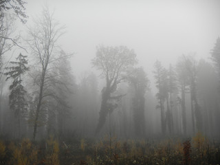 Obraz na płótnie Canvas Wald im Nebel