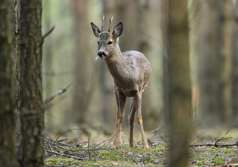 Roe deer (Capreolus capreolus)