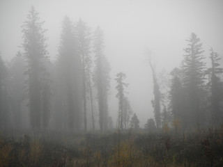 Obraz na płótnie Canvas Wald im Nebel