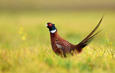 Ringneck Pheasant (Phasianus colchicus)