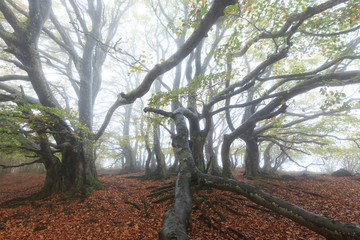 Arbre tortueux - Auvergne - France