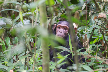 Schimpanse im Dschungel von Uganda