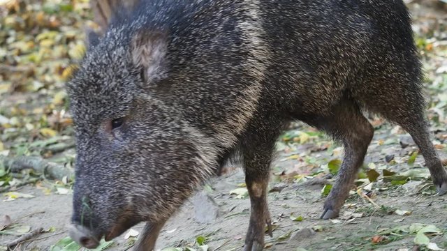 Chacoan peccary (Catagonus wagneri) eats leaves