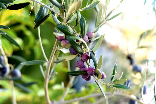 olives arbequina type hanging on the branch