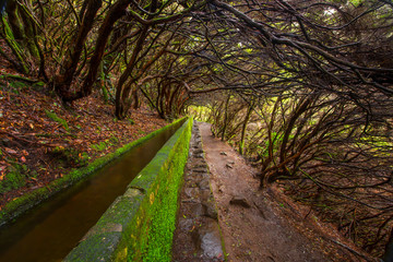 Landscape of madeira island - levada path