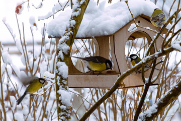 a flock of blue tits in the winter morning near the feeders